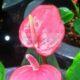 Anthurium Plant For Sale